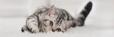 Grey kitten playing on a soft white rug
